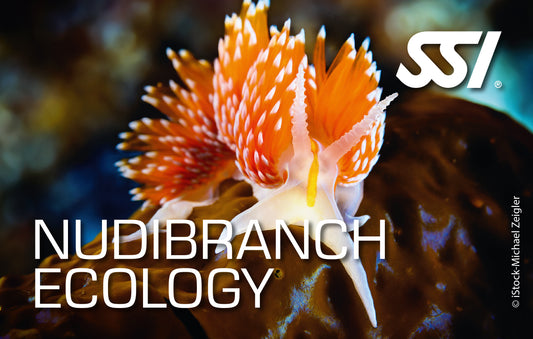 SSI Nudibranch Ecology Course