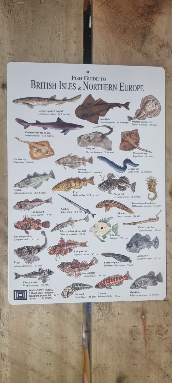 Fish Guide for Fish of British Isles & Northern Europe