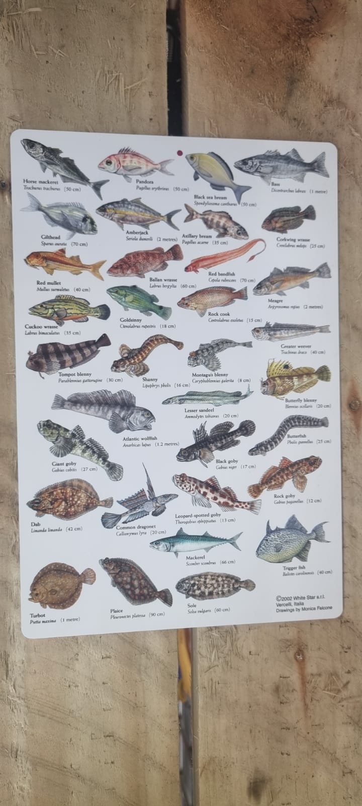 Fish Guide for Fish of British Isles & Northern Europe