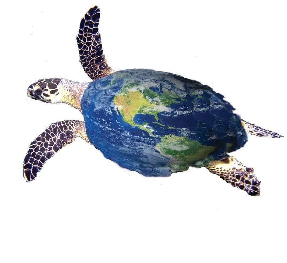 Happy World Sea Turtle Day!