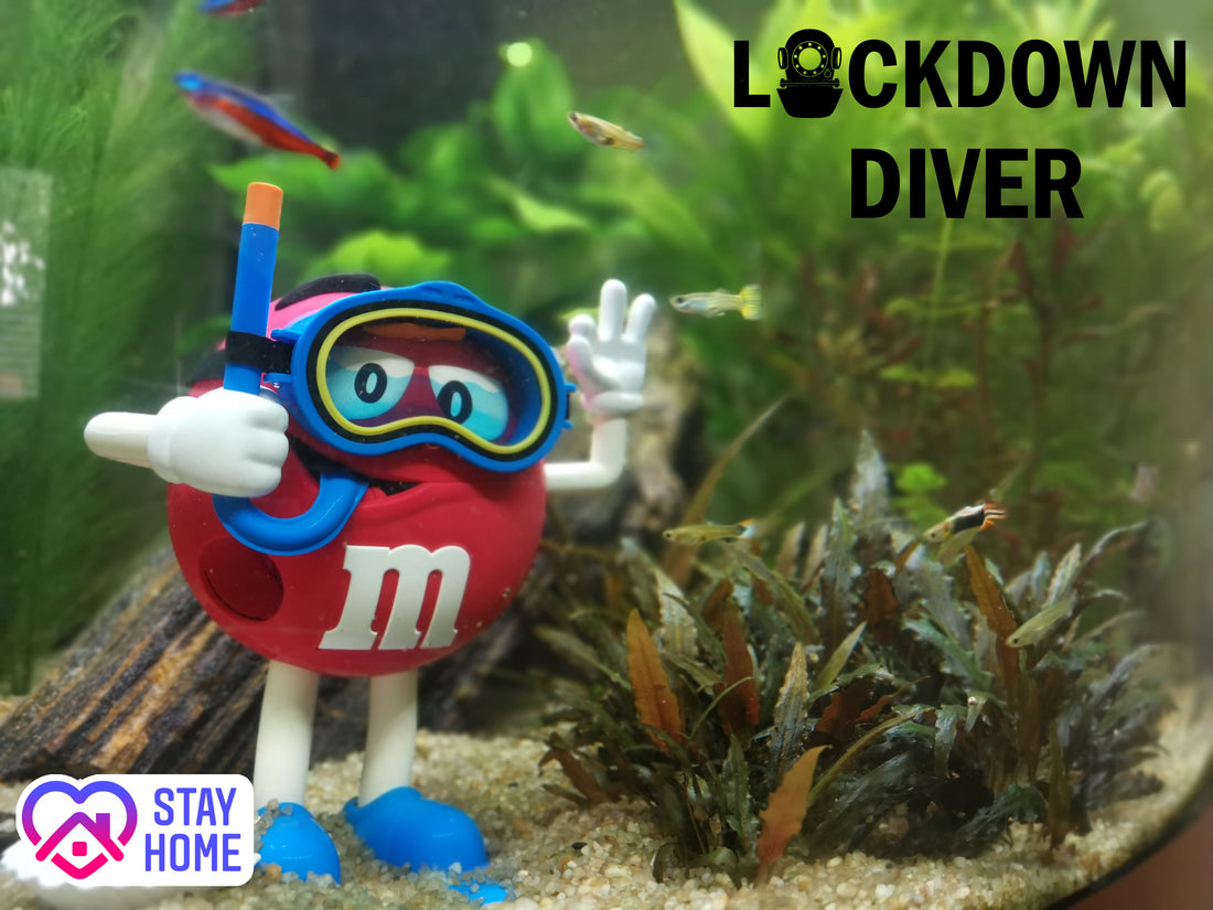 LOCKDOWN DIVER - Understanding Tides & Currents