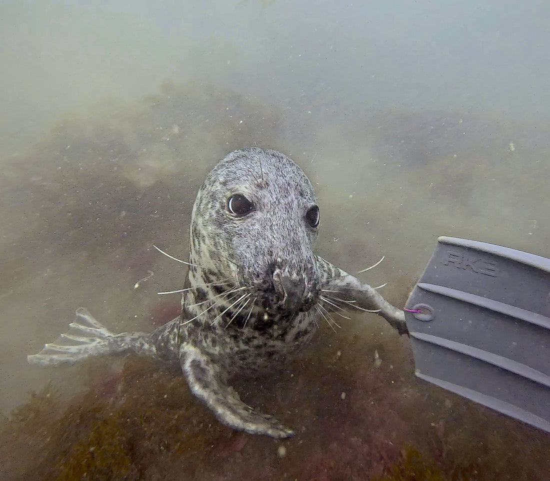 Divers exploring with playful seals at Lundy Island, Bristol Channel