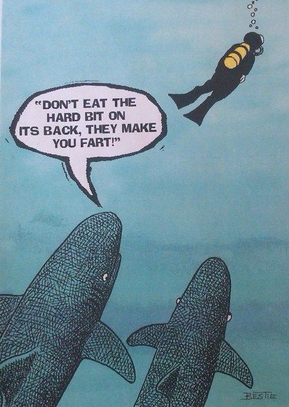 SHARK WEEK! Shark myths BUSTED!