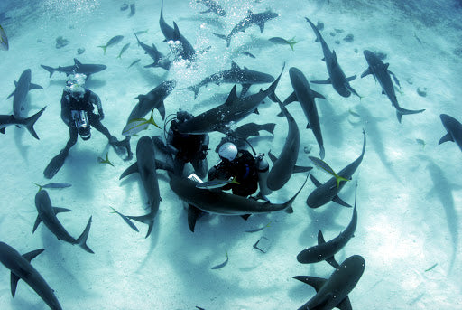 SHARK WEEK!  Where can I see Sharks?!
