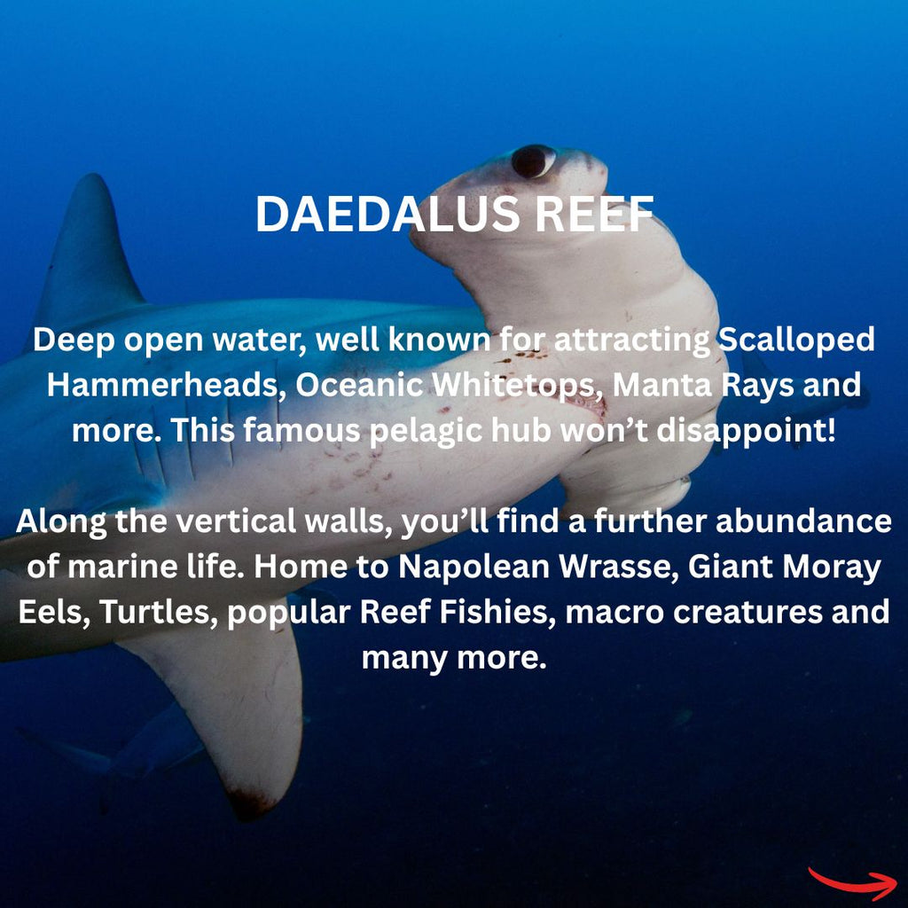 Red Sea Liveaboard - Spectacular South