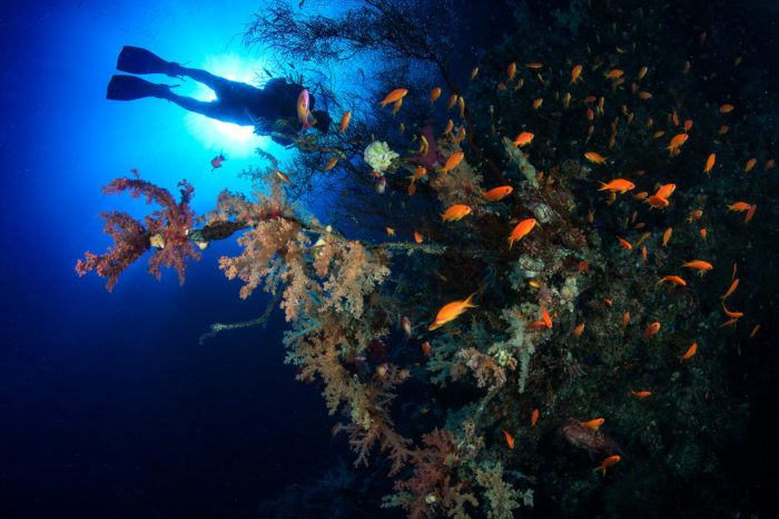 Red Sea 2025 - UMBI Sharks Bay Village