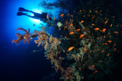 Red Sea 2025 - UMBI Sharks Bay Village