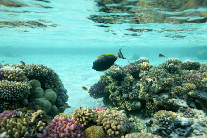 Red Sea 2025 - UMBI Sharks Bay Village