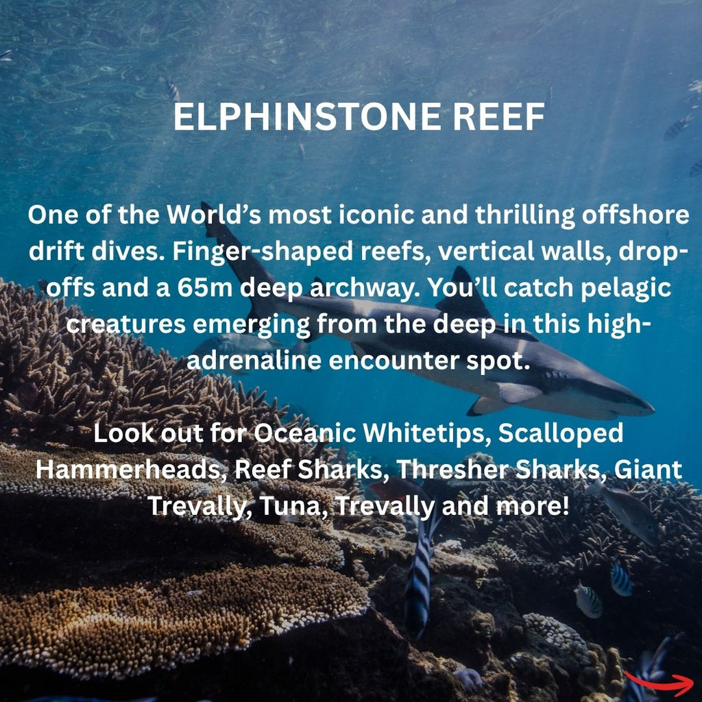 Red Sea Liveaboard - Spectacular South