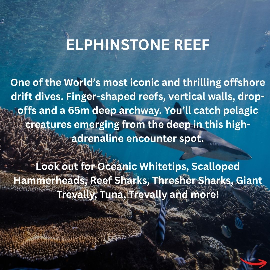 Red Sea Liveaboard - Spectacular South