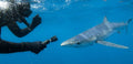 Plymouth Diving & Blue Shark Snorkelling Adventure