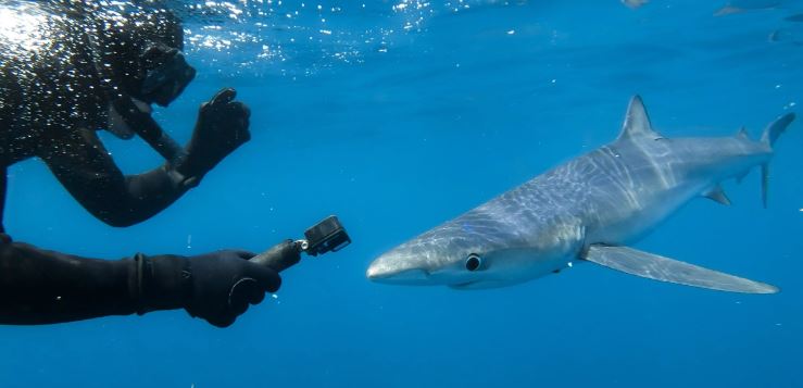 Plymouth Diving & Blue Shark Snorkelling Adventure