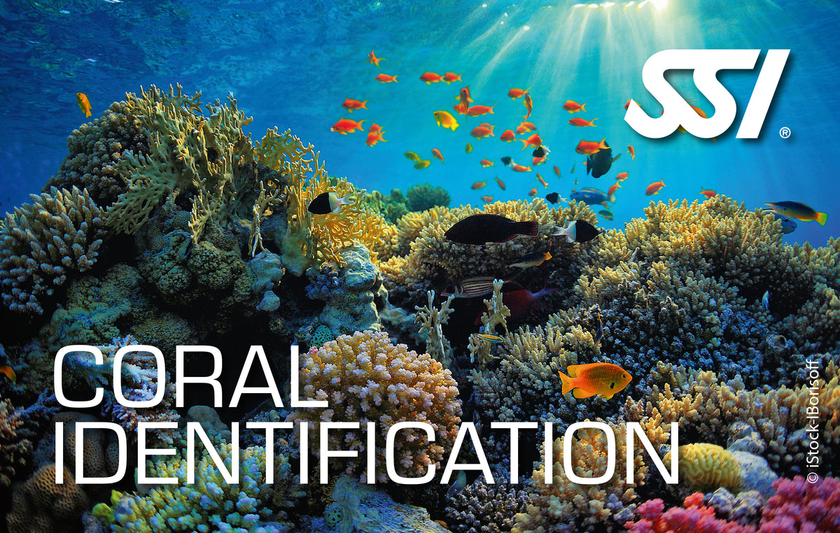 SSI Coral Identification Online Course | Marine Life for Divers ...