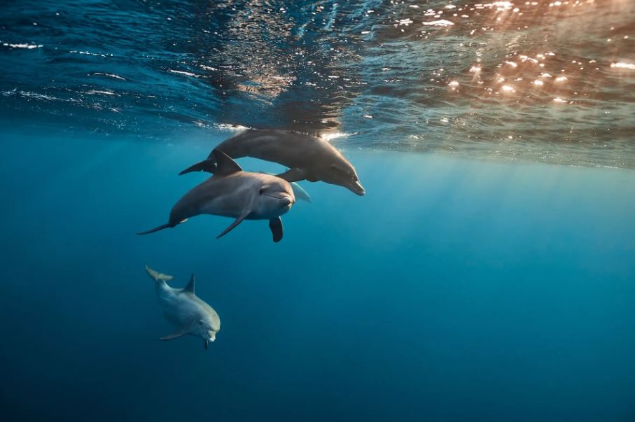 Red Sea Liveabord - Daedalus & St Johns