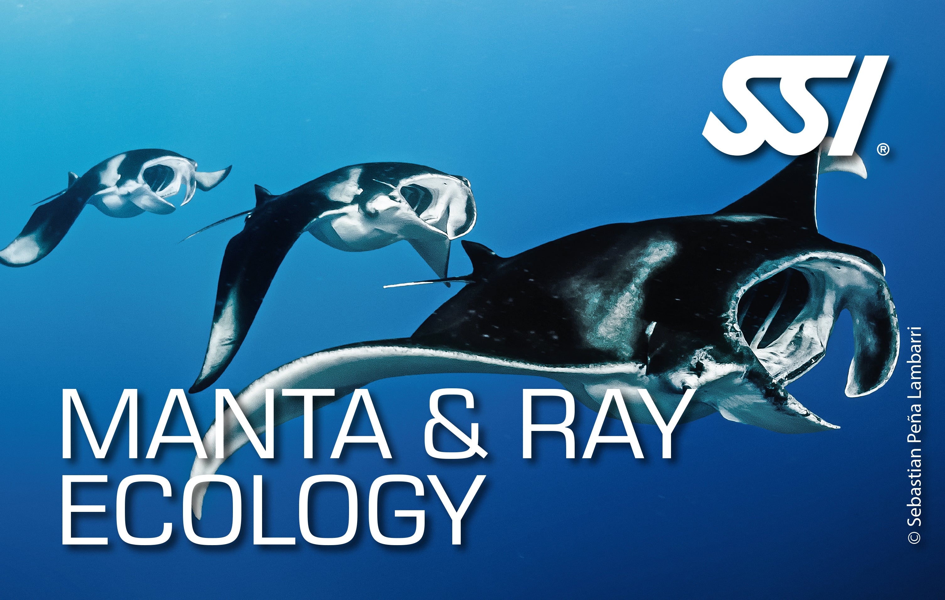 SSI Manta Ray Ecology Online Course