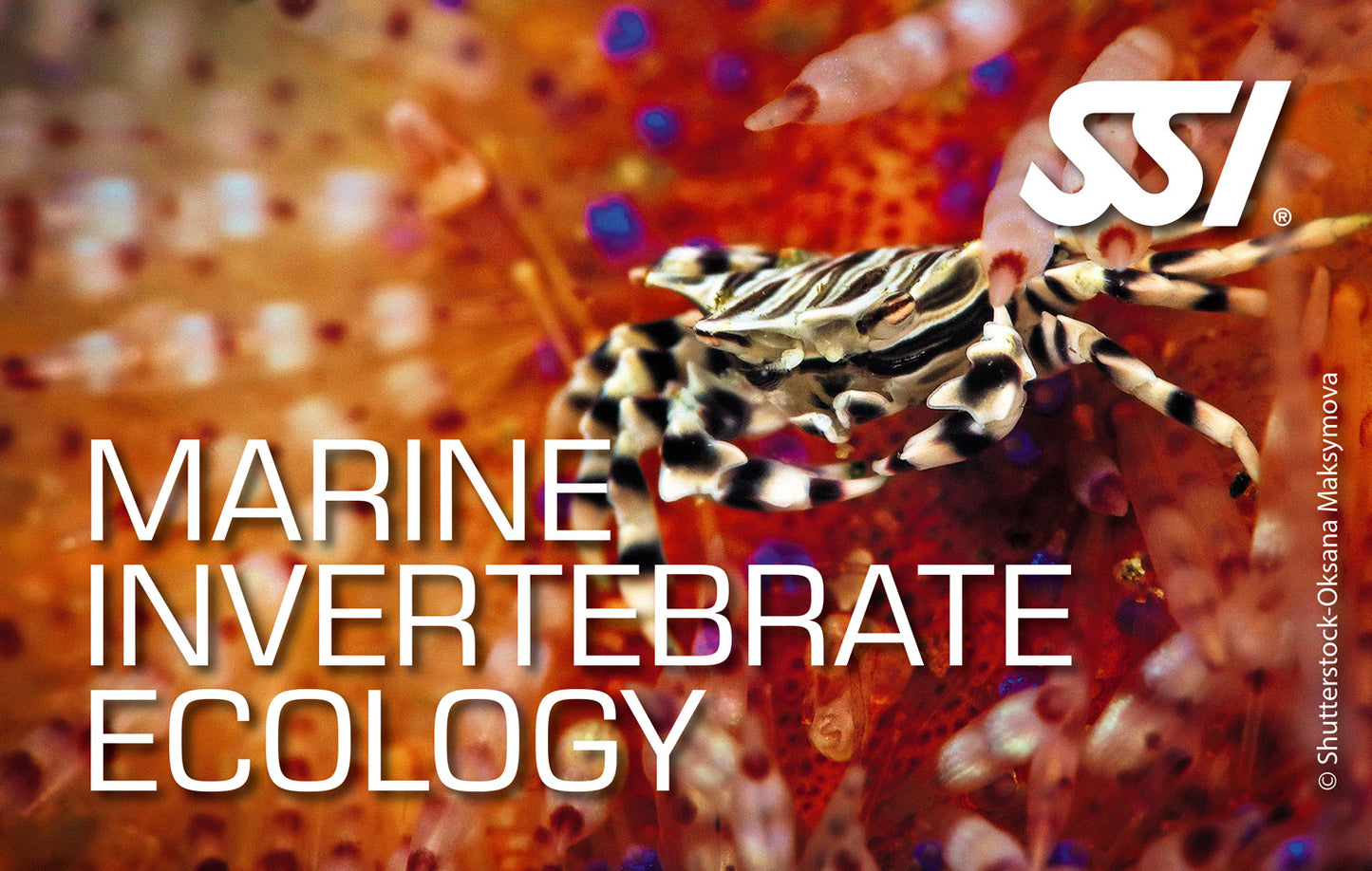 SSI Marine Invertebrate Ecology eLearning