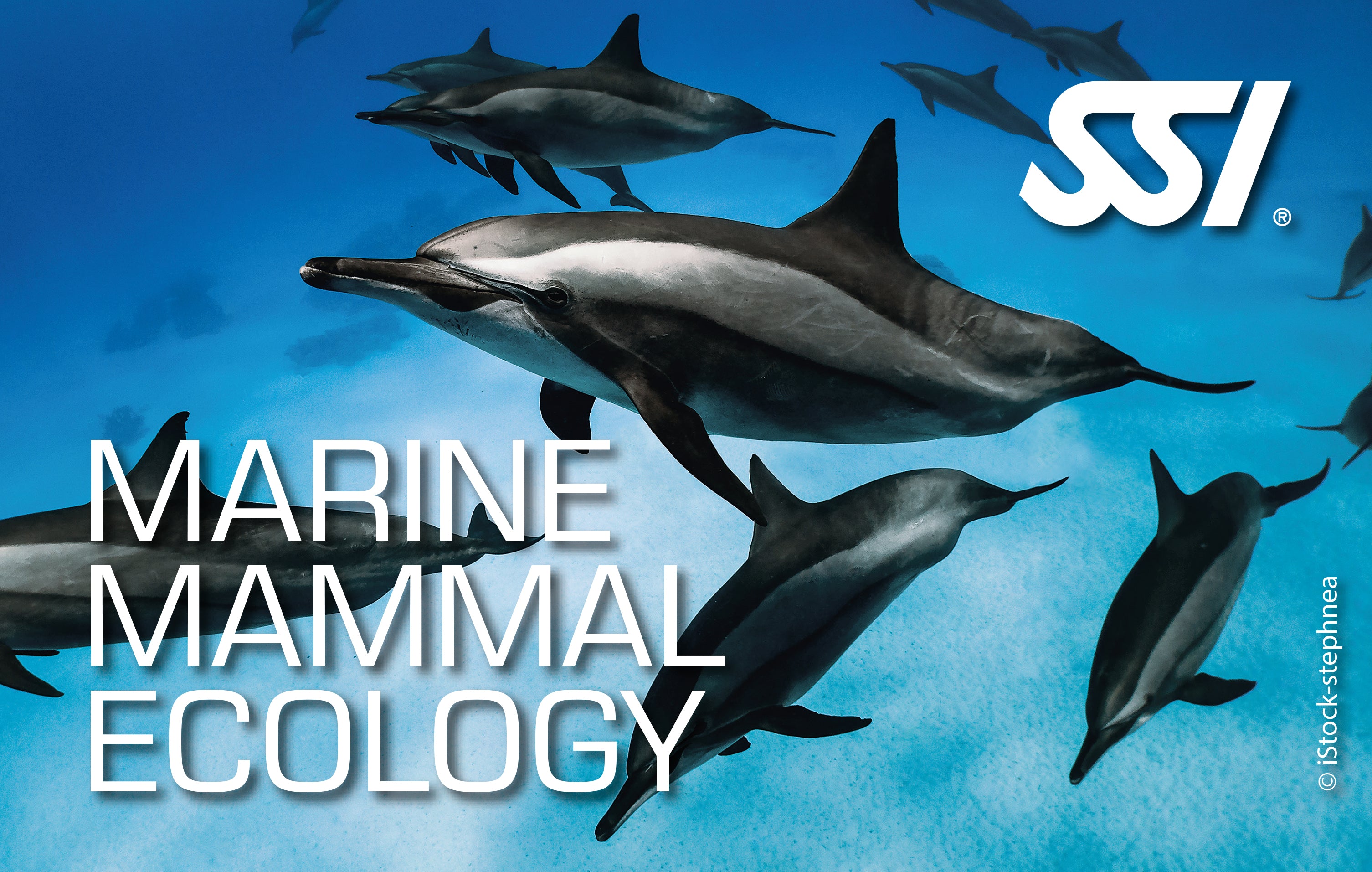 SSI Marine Mammal Ecology Course