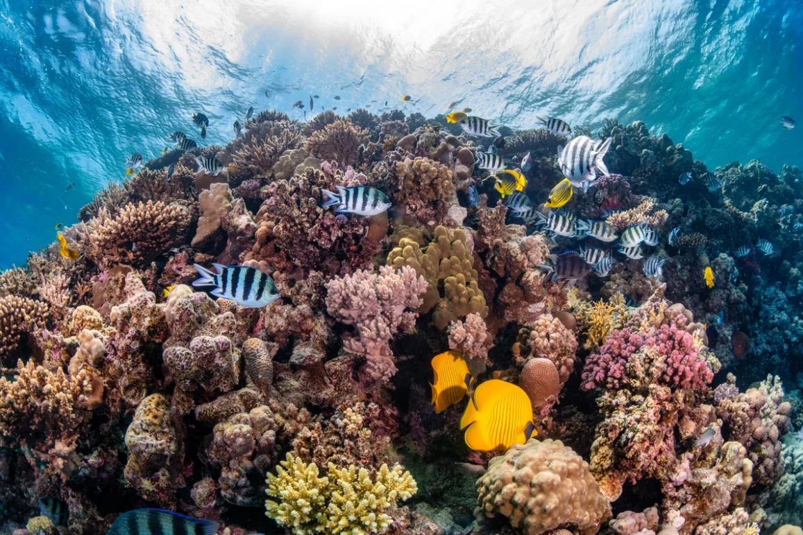 Red Sea Liveabord - Daedalus & St Johns