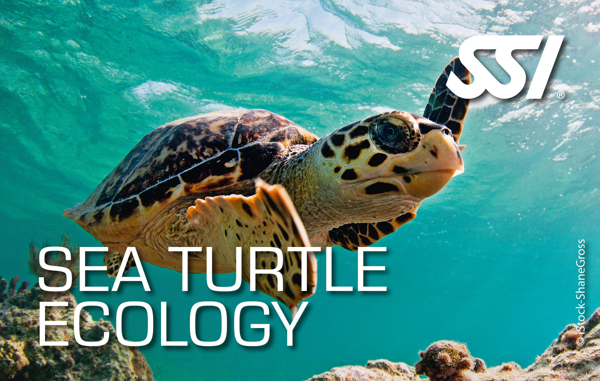 SSI Sea Turtle Ecology Online Course | Marine Life Diving – Dorset ...