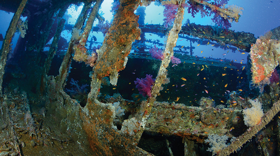 Red Sea Liveabord - Daedalus & St Johns