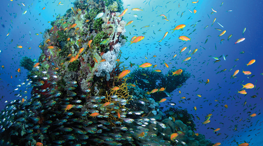 Red Sea Liveabord - Daedalus & St Johns