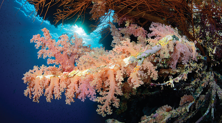 Red Sea Liveabord - Daedalus & St Johns