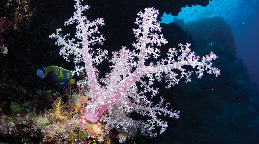 Red Sea Liveabord - Daedalus & St Johns