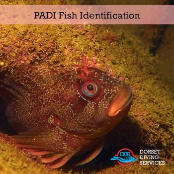 PADI Fish Identification Diver