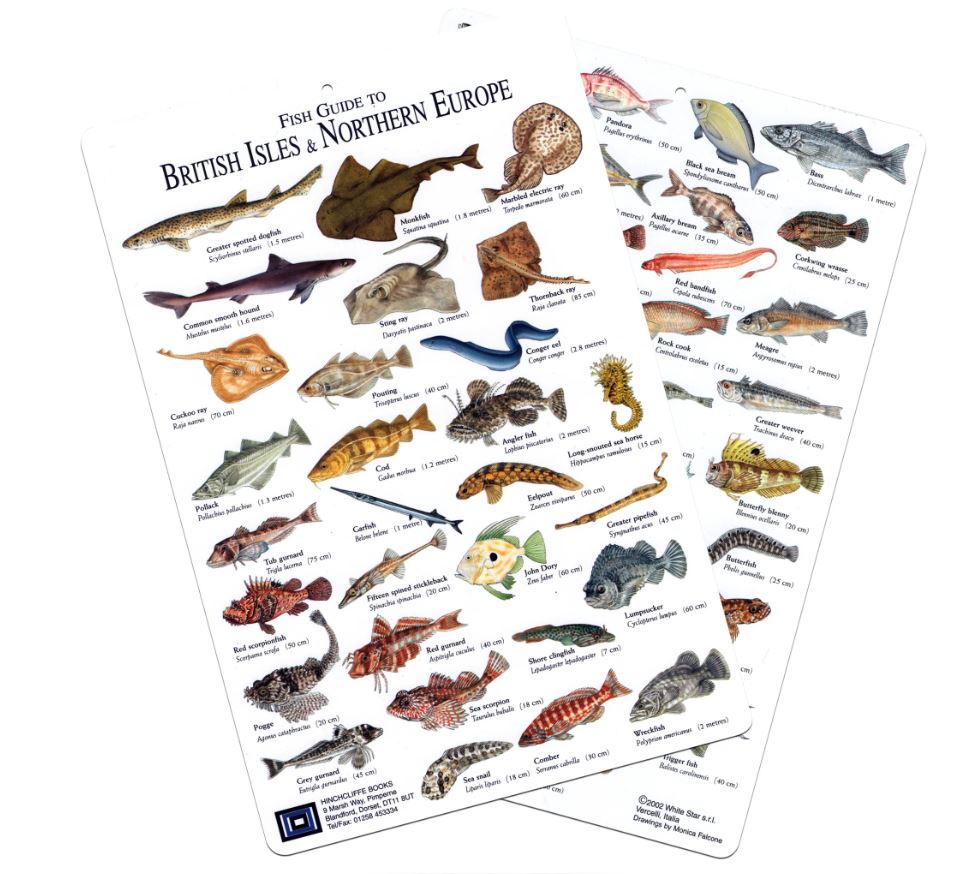 Isle Fish Fish Guide for Fish of British Isles & Northern Europe – Dorset Diving ...