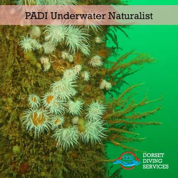 PADI Underwater Naturalist